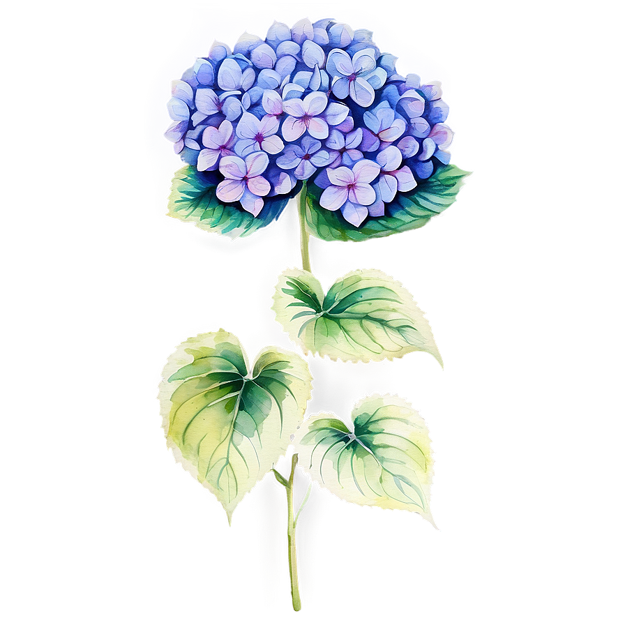 Hydrangea Watercolor Png 05242024 PNG image