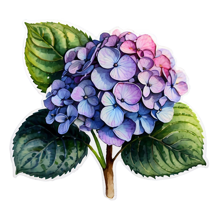 Hydrangea Watercolor Png Gva5 PNG image
