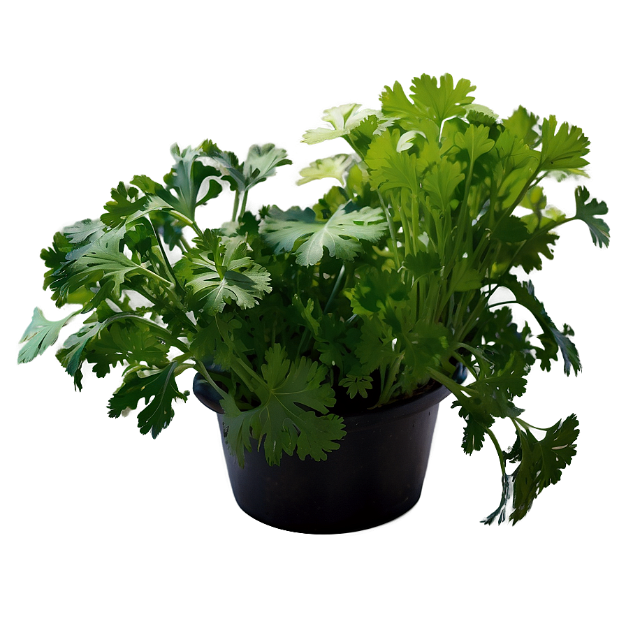 Hydroponic Cilantro Png 06212024 PNG image