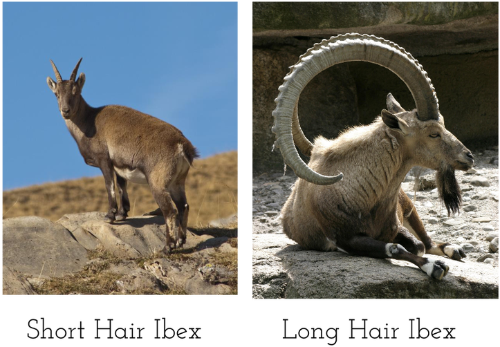 Ibex Varieties Shortand Long Hair PNG image