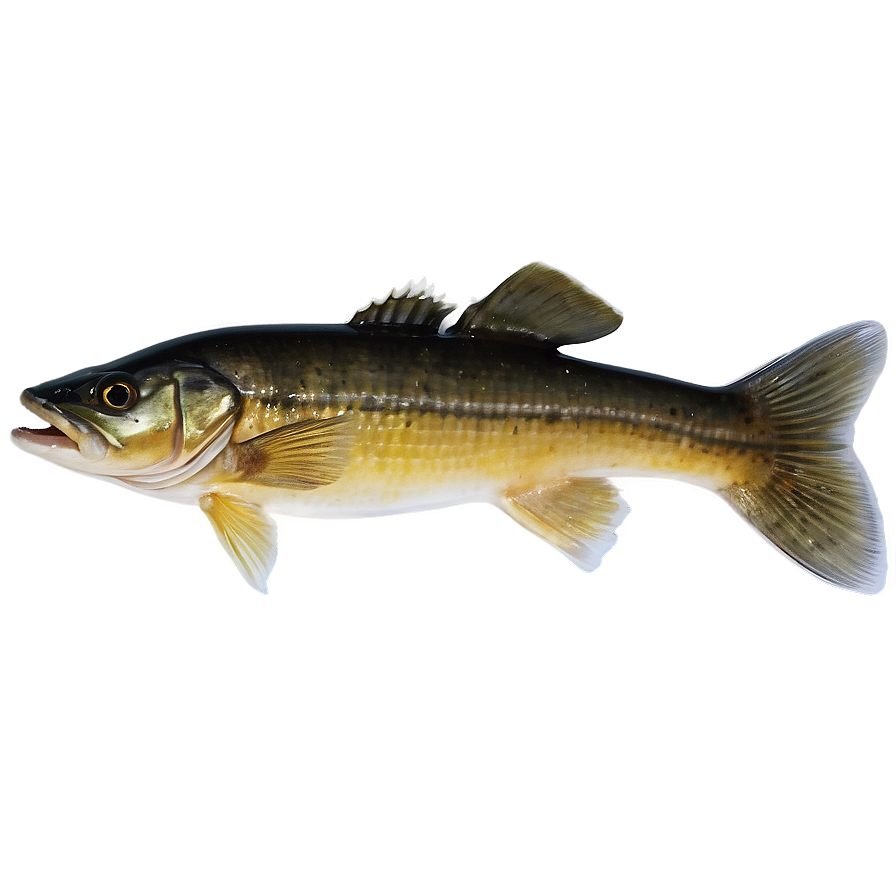 Ice Fishing Walleye Png 12 PNG image