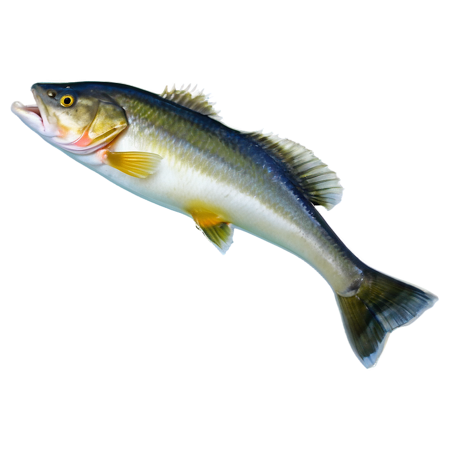 Ice Fishing Walleye Png Sqq PNG image