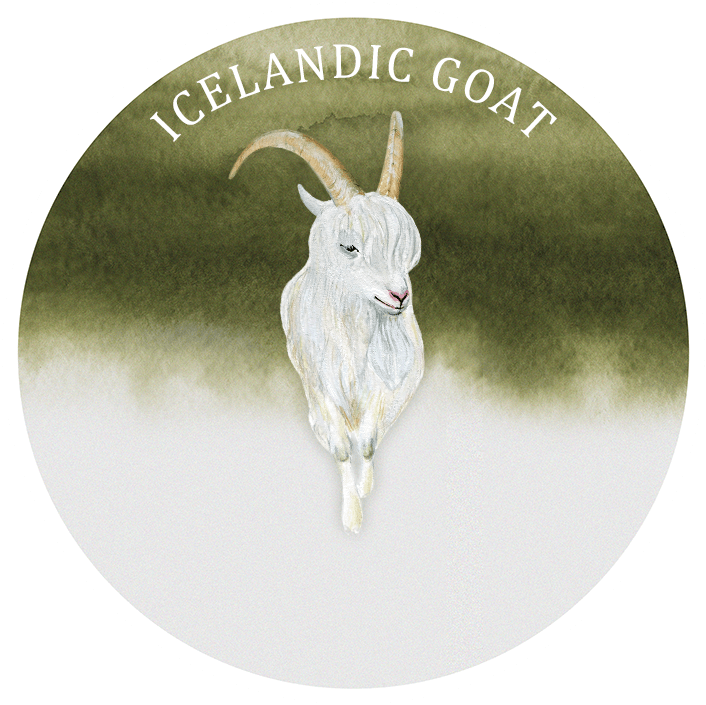 Icelandic Goat Illustration PNG image