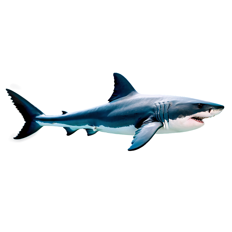 Iconic Great White Shark Png 6 PNG image