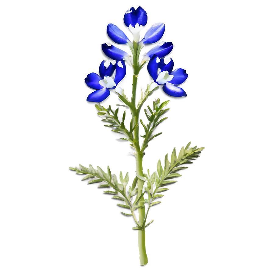 Iconic Texas Bluebonnet Png 25 PNG image