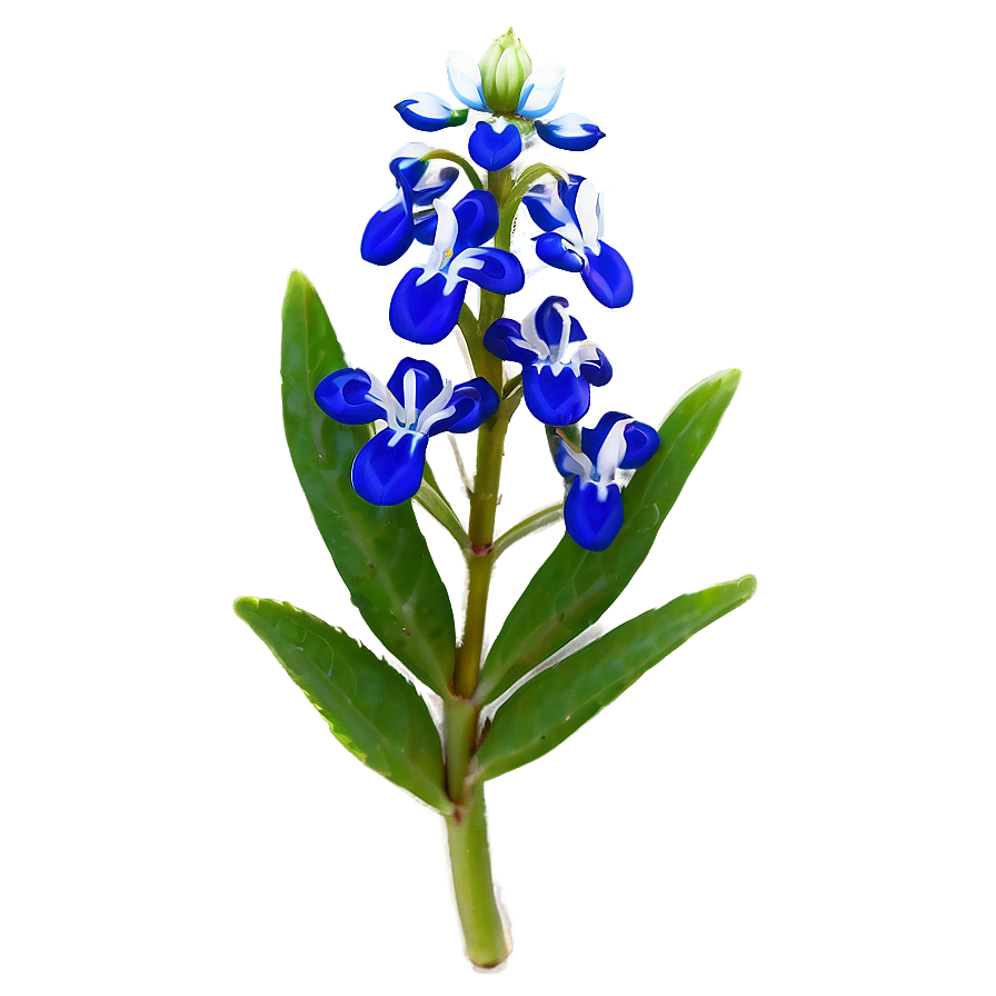 Iconic Texas Bluebonnet Png 92 PNG image