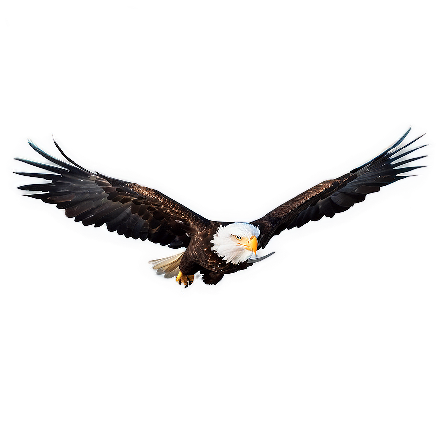 Idaho Bald Eagle Flight Png 06122024 PNG image