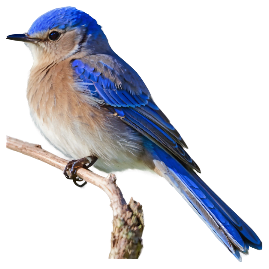 Idaho State Bird Mountain Bluebird Png 06122024 PNG image