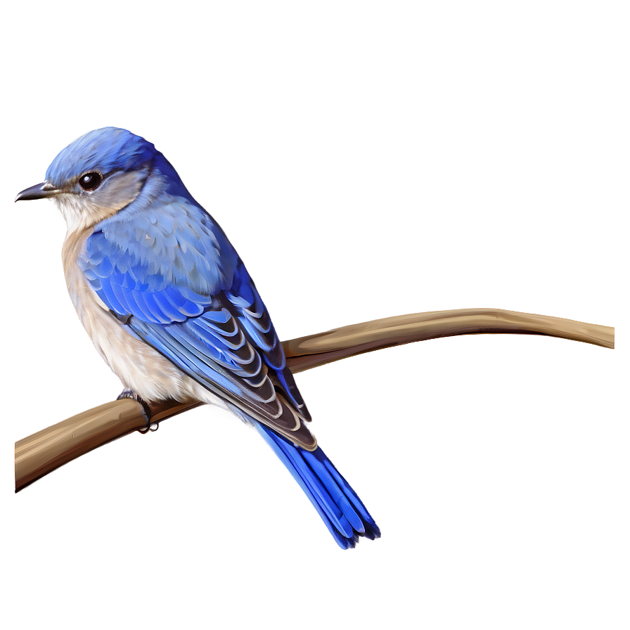 Idaho State Bird Mountain Bluebird Png 06122024 PNG image