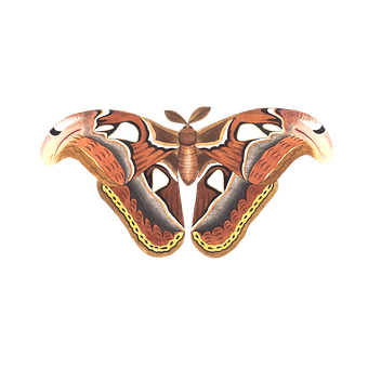 Illustrated Atlas Moth PNG image