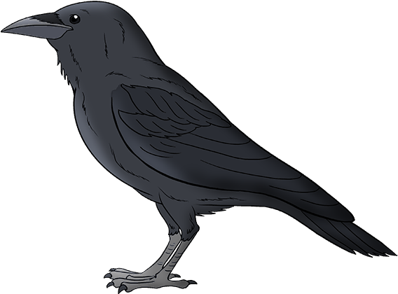 Illustrated Black Bird Standing PNG image