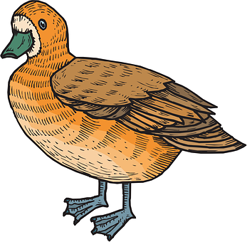 Illustrated Brown Duck Graphic PNG image