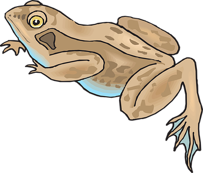 Illustrated Brown Frog Graphic PNG image