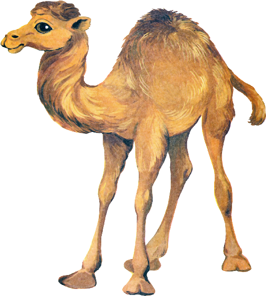 Illustrated Camel Standing Side View.png PNG image