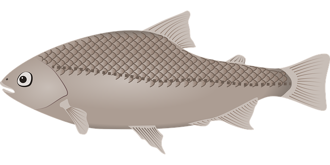 Illustrated Cartoon Fish PNG image