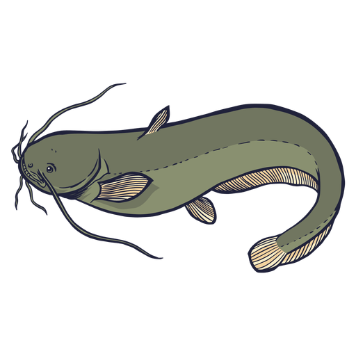 Illustrated Catfish Graphic PNG image