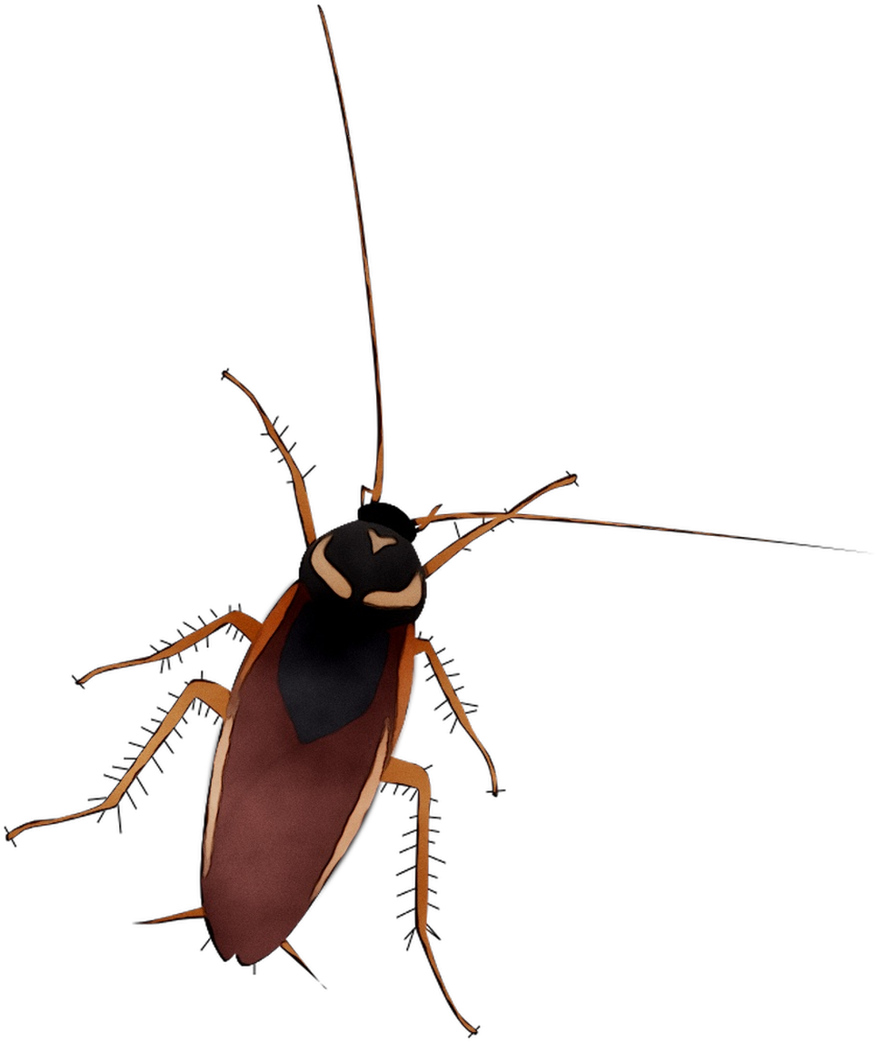 Illustrated Cockroach Graphic PNG image