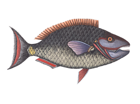 Illustrated Colorful Fish PNG image