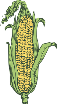 Illustrated Corn Cob PNG image