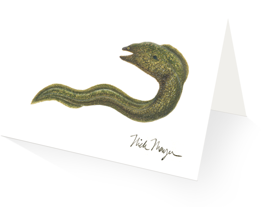 Illustrated Eel Artwork PNG image