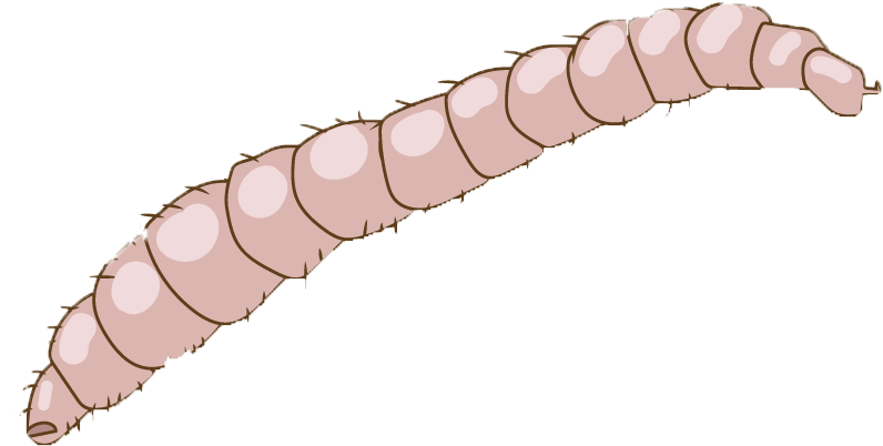 Illustrated Flea Larva Stage PNG image