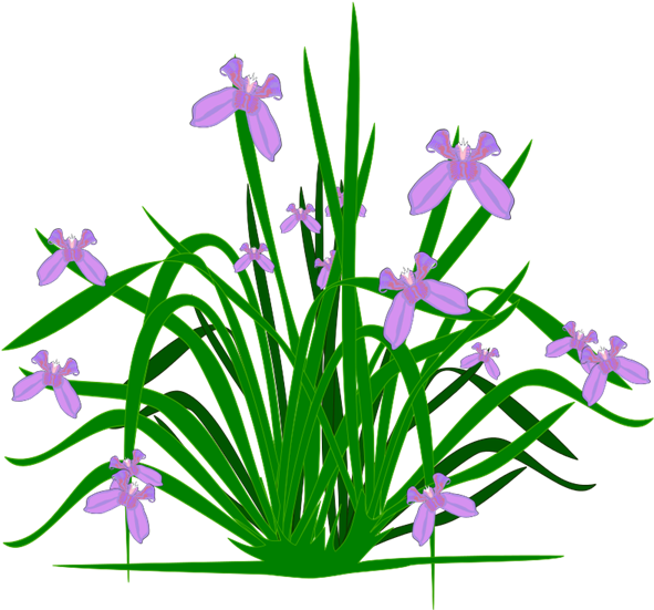 Illustrated Lavender Plant PNG image