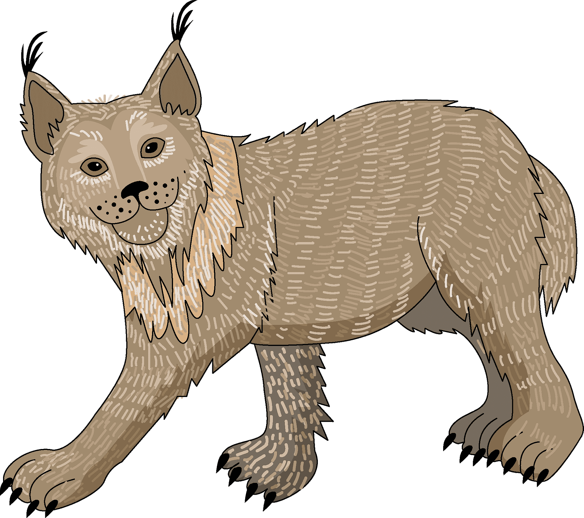 Illustrated Lynx Wild Cat PNG image