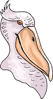 Illustrated Pelican Head Profile PNG image