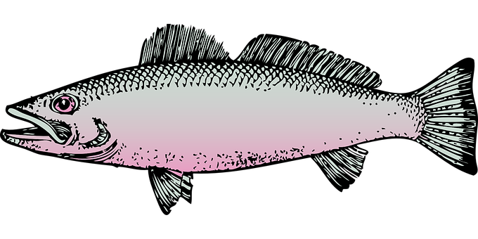 Illustrated Pink Salmon PNG image