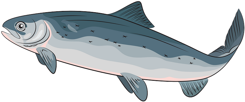 Illustrated Salmon Side View PNG image