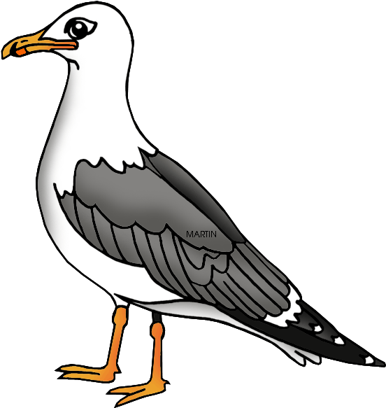 Illustrated Seagull Standing PNG image