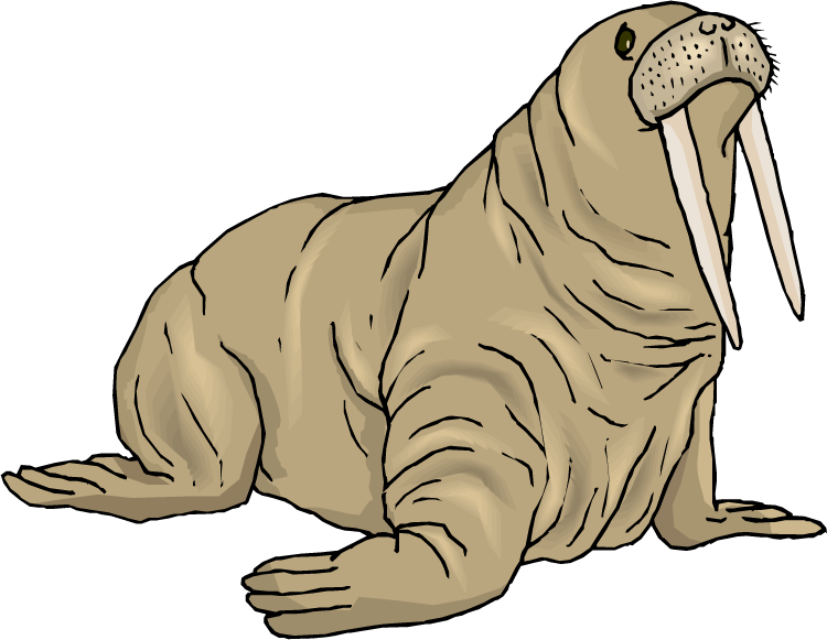 Illustrated Walruswith Tusks PNG image