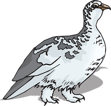 Illustrated White Grouse PNG image