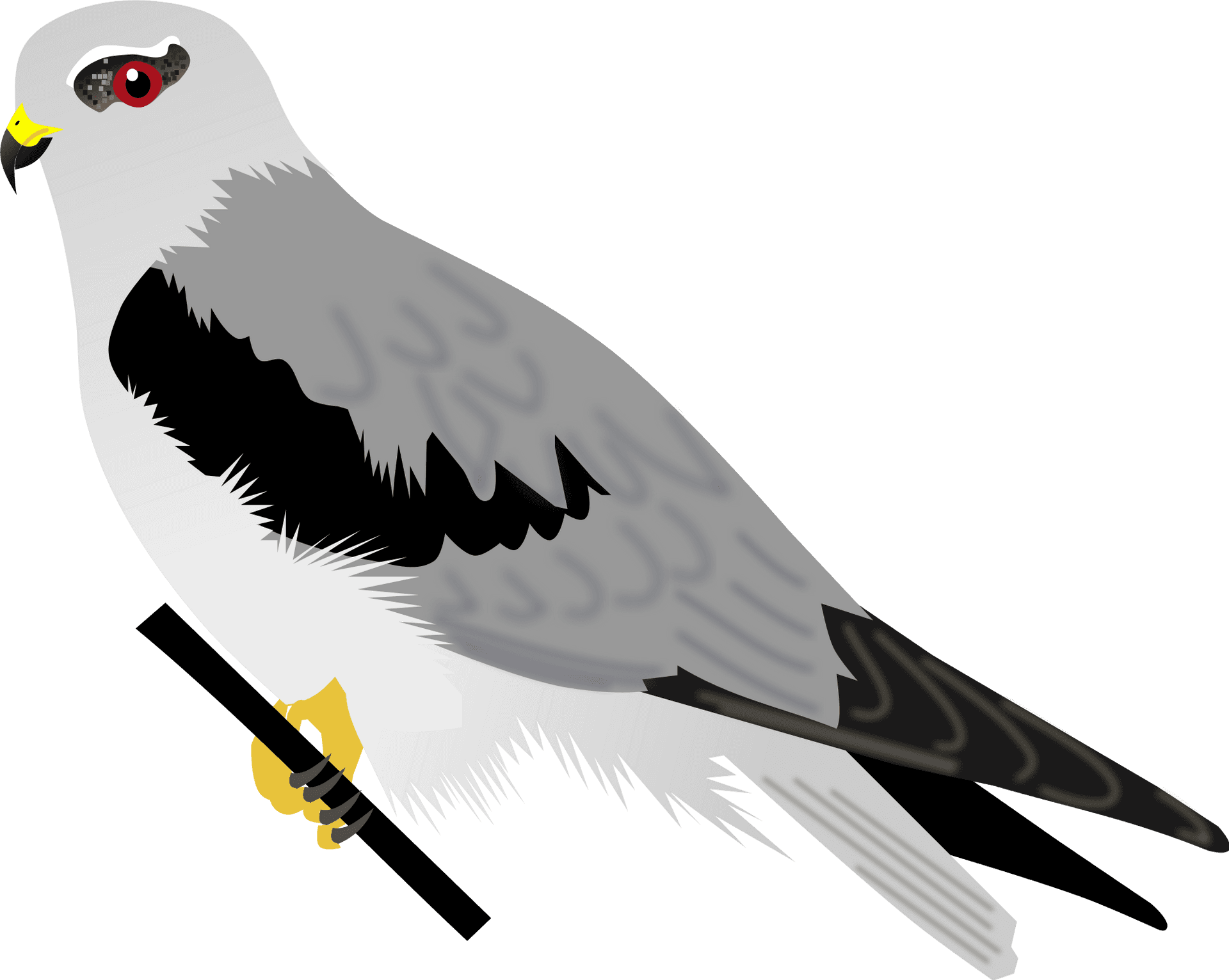 Illustrationof White Bellied Sea Kite PNG image