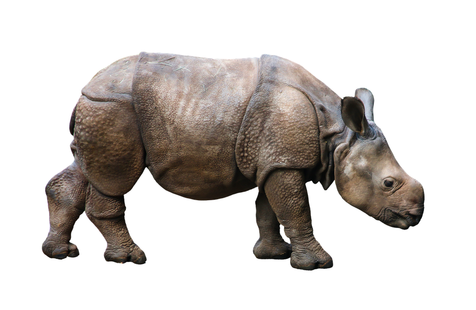 Indian Rhinoceros Isolatedon Gray Background PNG image