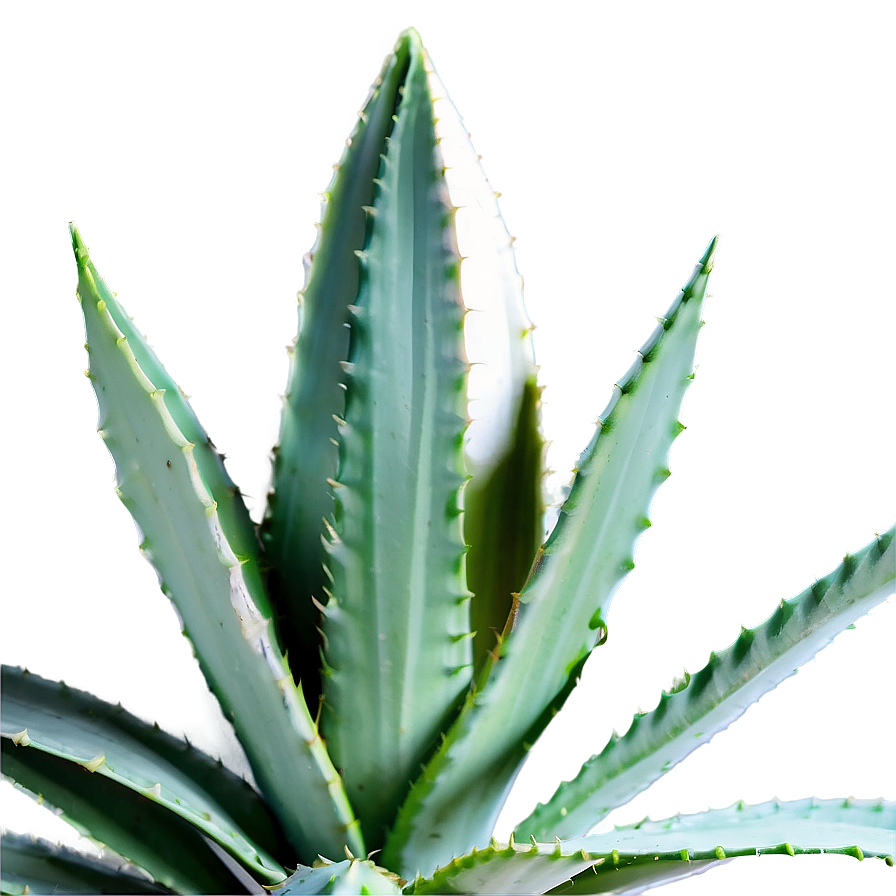 Indoor Agave Plant Png Dyk37 PNG image