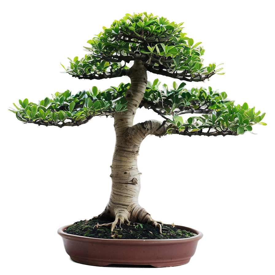 Indoor Bonsai Tree Png 1 PNG image