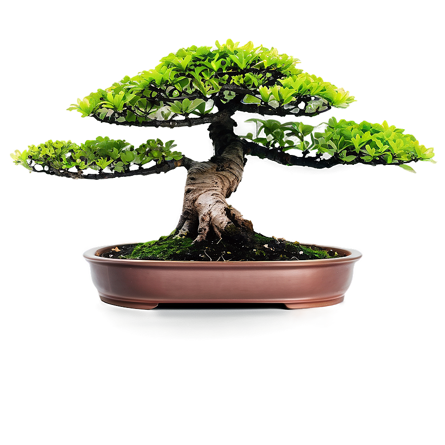 Indoor Bonsai Trees Png Bcr PNG image