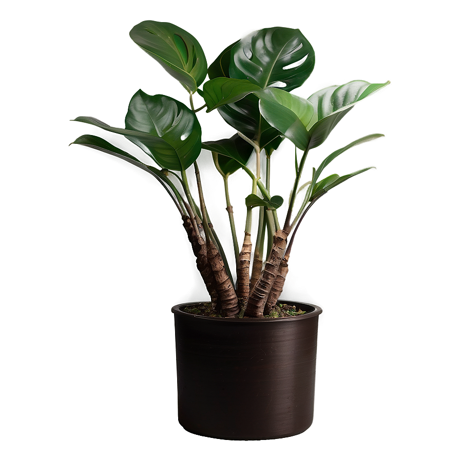 Indoor Floor Plant Png 06282024 PNG image