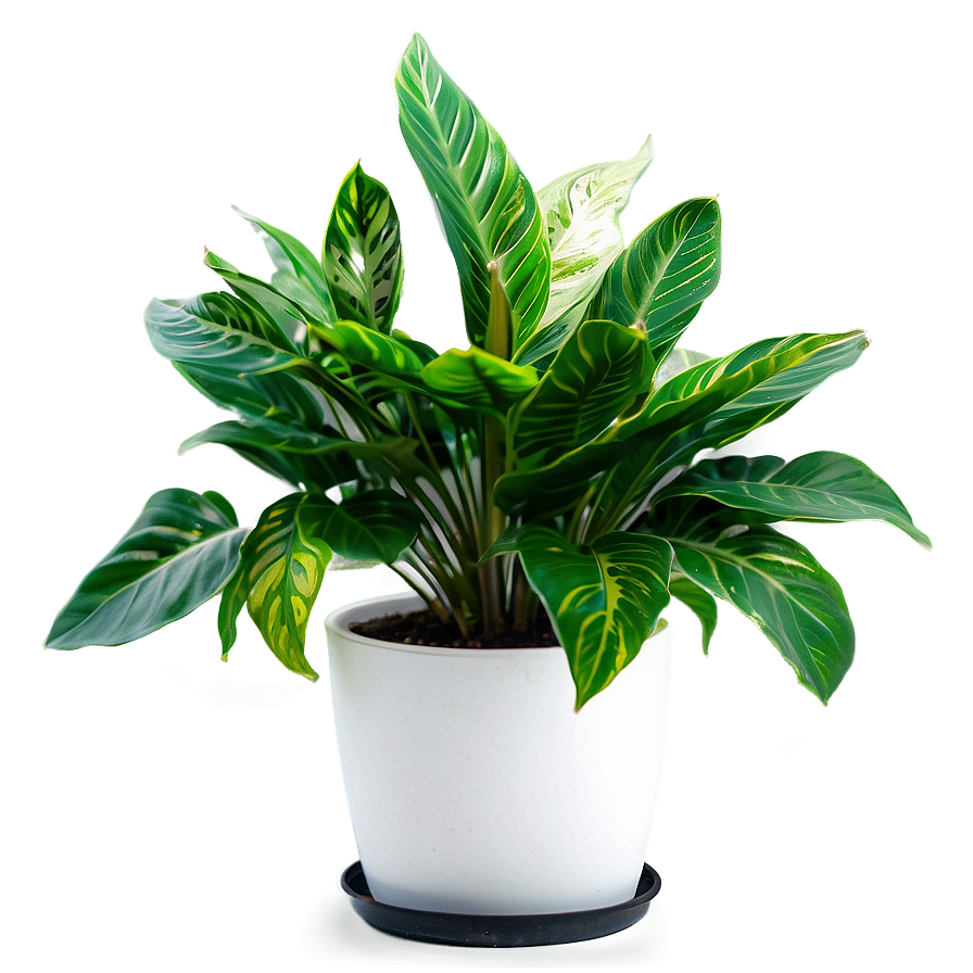 Indoor Plant Leaves Png 06252024 PNG image