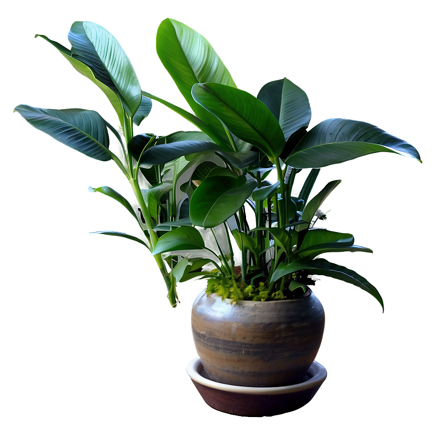 Indoor Plant Leaves Png Qyh58 PNG image