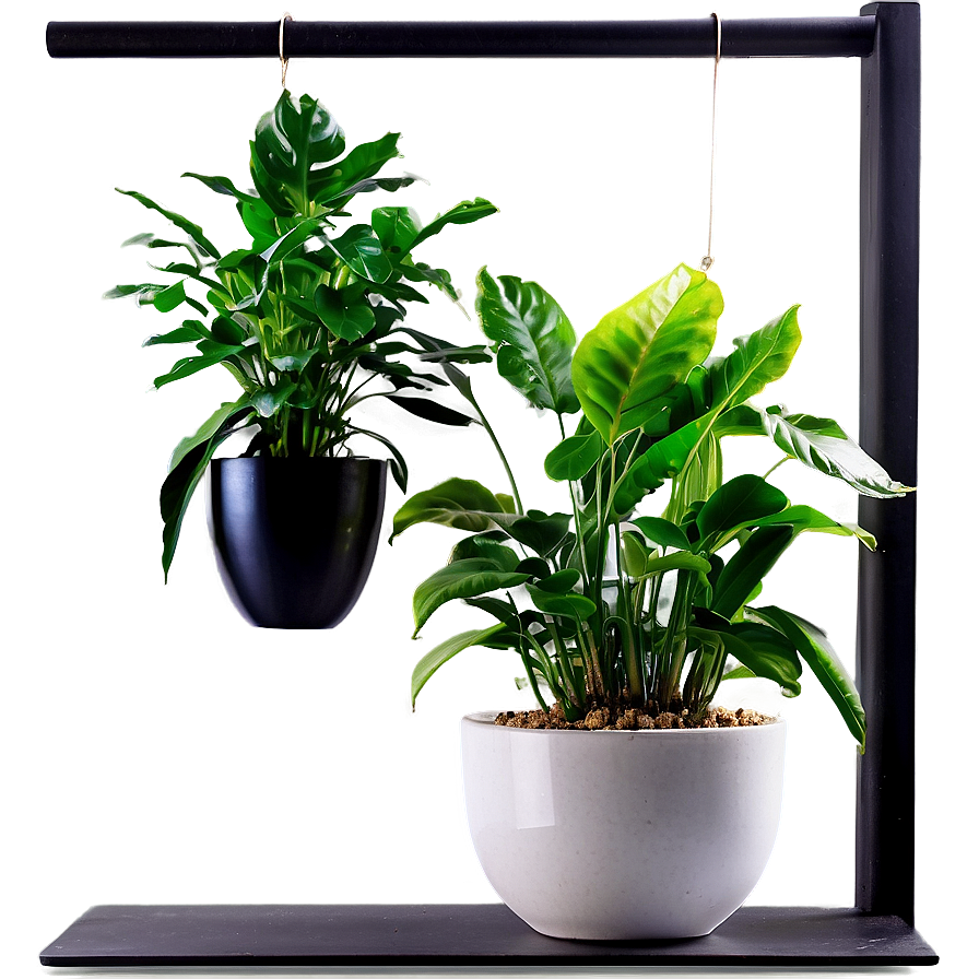 Indoor Plants For Health Png 06252024 PNG image