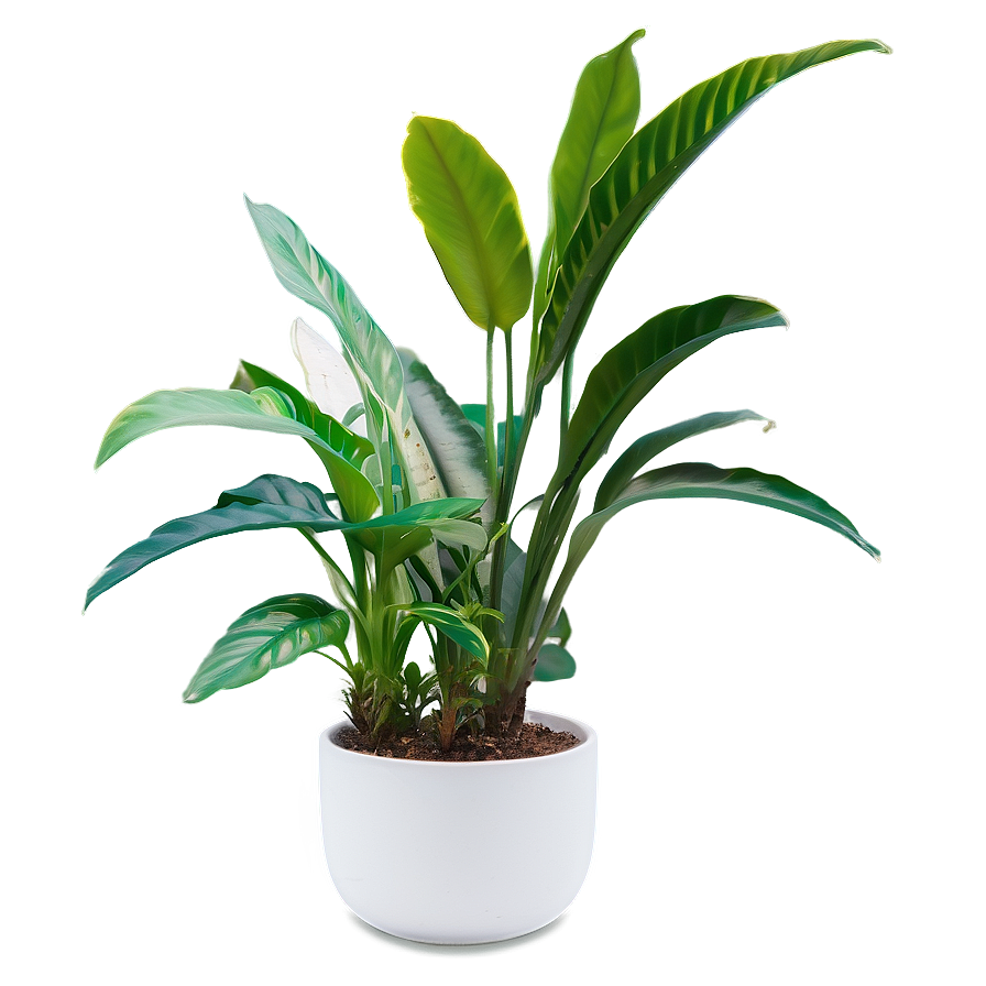 Indoor Plants For Health Png 06252024 PNG image