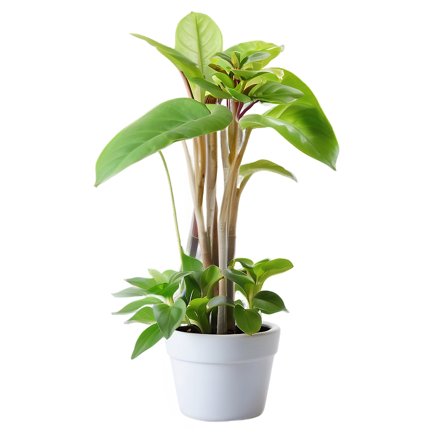 Indoor Plants In Pots Png Jbi69 PNG image