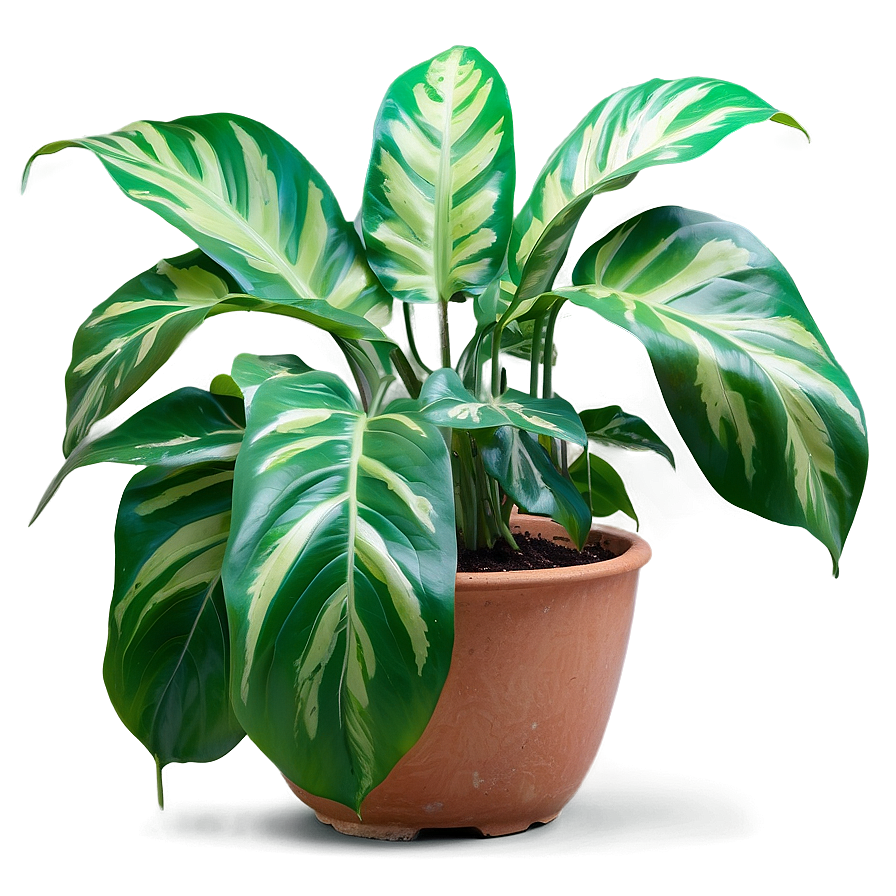 Indoor Plants With Big Leaves Png 59 PNG image