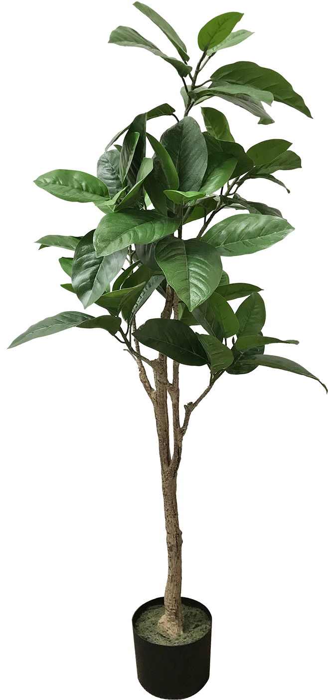 Indoor Potted Tropical Tree PNG image