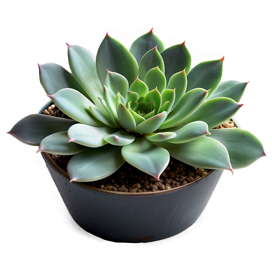 Indoor Succulent Png 64 PNG image