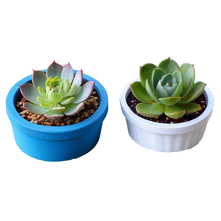 Indoor Succulent Pots Png 39 PNG image