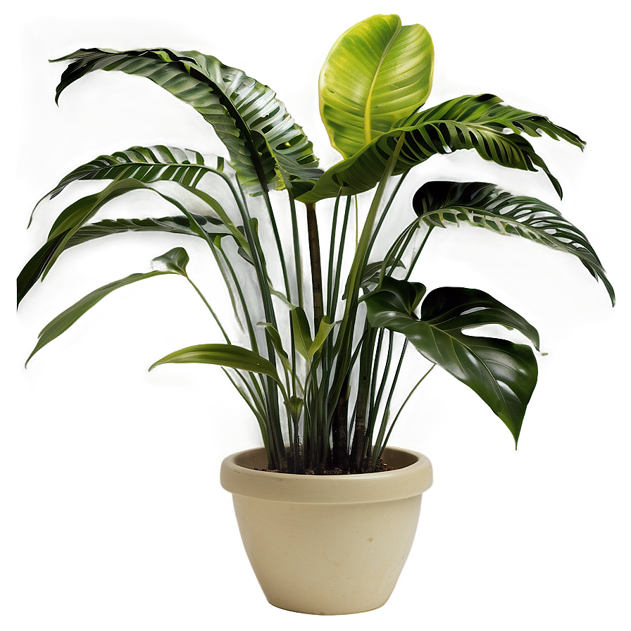 Indoor Tropical Plants Png 06252024 PNG image