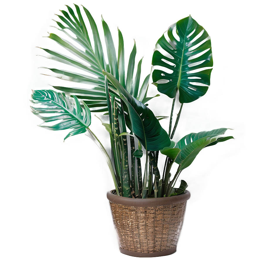 Indoor Tropical Plants Png 54 PNG image